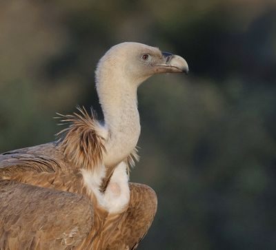 Vale Gier (Griffon Vulture)