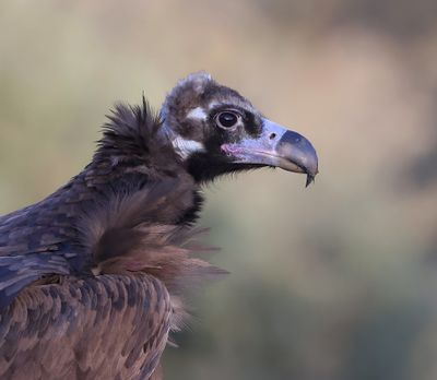 Monniksgier (Black Vulture)