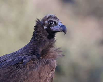 Monniksgier (Black Vulture)