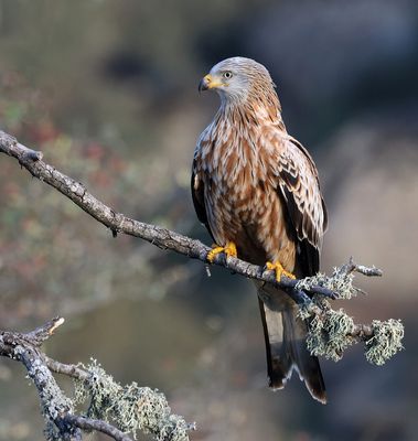 Rode Wouw (Red Kite)