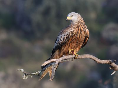 Rode Wouw (Red Kite)