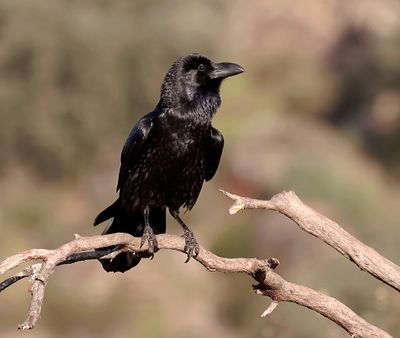 Raaf (Northern Raven)