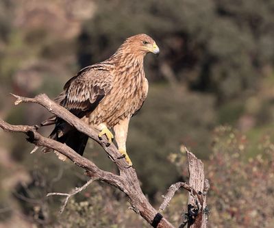 Spaanse Keizerarend (Spanish Imperial Eagle)