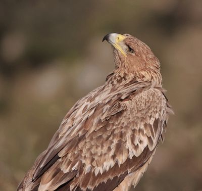 Spaanse Keizerarend (Spanish Imperial Eagle)
