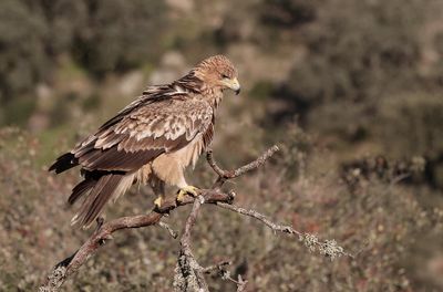 Spaanse Keizerarend (Spanish Imperial Eagle)