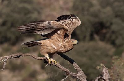 Spaanse Keizerarend (Spanish Imperial Eagle)