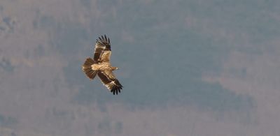Spaanse Keizerarend (Spanish Imperial Eagle)