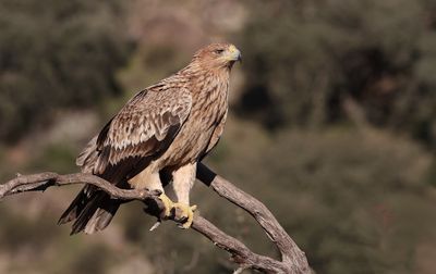 Spaanse Keizerarend (Spanish Imperial Eagle)