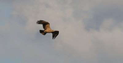 Spaanse Keizerarend (Spanish Imperial Eagle)