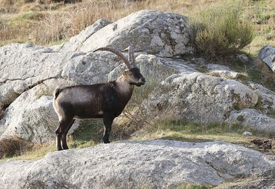 Spaanse- of Iberische Steenbok (Iberian Ibex)