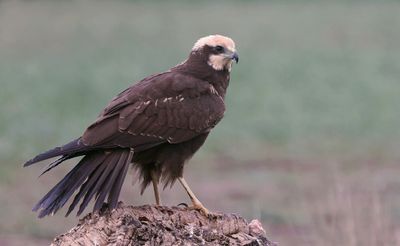 Bruine Kiekendief (Marsh Harrier)