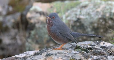 Provenaalse Grasmus (Dartford Warbler)
