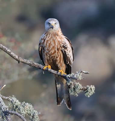 Rode Wouw (Red Kite)