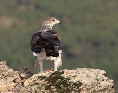 Havikarend (Bonelli's Eagle)