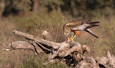 Bruine Kiekendief (Marsh Harrier)