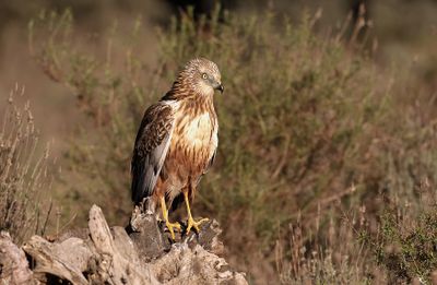 Bruine Kiekendief (Marsh Harrier)