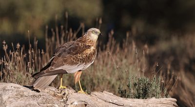 Bruine Kiekendief (Marsh Harrier)