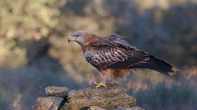 Rode Wouw (Red Kite)
