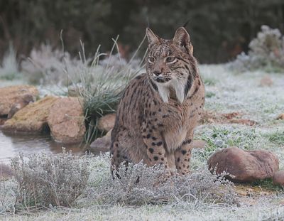 Pardellynx (Iberian Lynx)