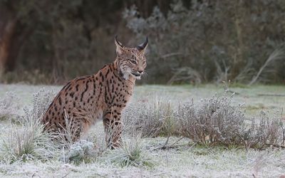 Pardellynx (Iberian Lynx)