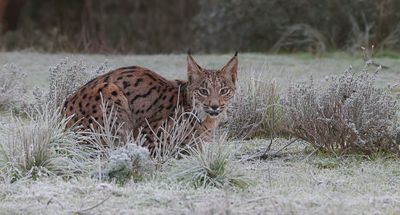 Pardellynx (Iberian Lynx)
