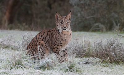 Pardellynx (Iberian Lynx)