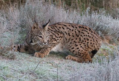 Pardellynx (Iberian Lynx)