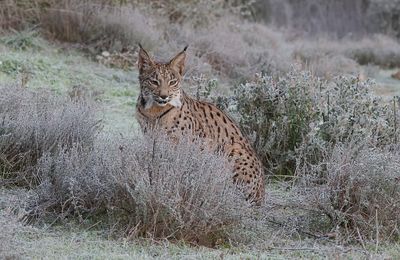 Pardellynx (Iberian Lynx)
