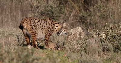 Pardellynx (Iberian Lynx)