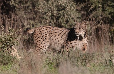 Pardellynx (Iberian Lynx)