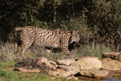 Pardellynx (Iberian Lynx)