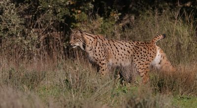 Pardellynx (Iberian Lynx)