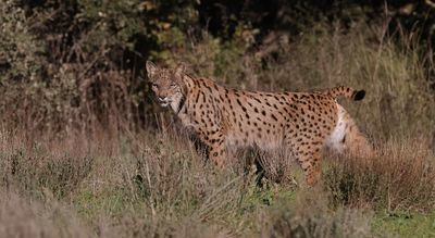 Pardellynx (Iberian Lynx)