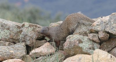 Mangoest (Egyptian Mongoose)