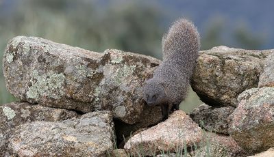 Mangoest (Egyptian Mongoose)