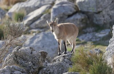 Spaanse- of Iberische Steenbok (Iberian Ibex)
