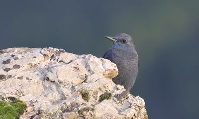 Blauwe Rotslijster (Blue Rock Thrush)