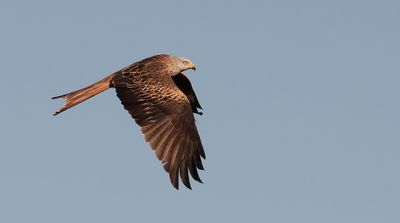 Rode Wouw (Red Kite)