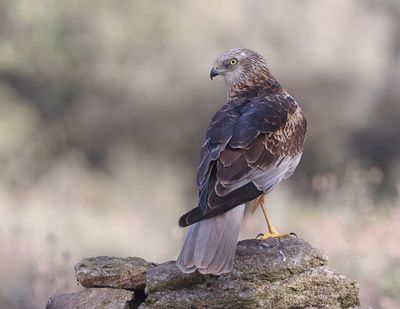 Bruine Kiekendief (Marsh Harrier)