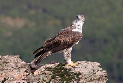 Havikarend (Bonelli's Eagle)