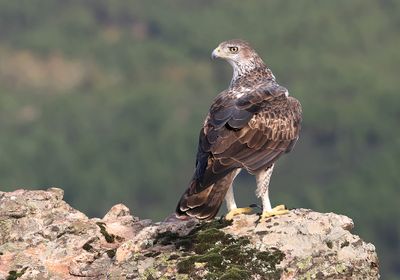 Havikarend (Bonelli's Eagle)