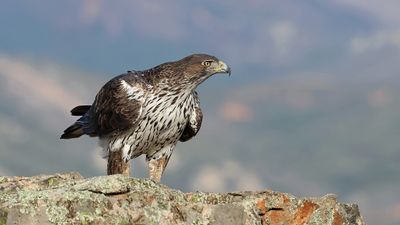 Havikarend (Bonelli's Eagle)