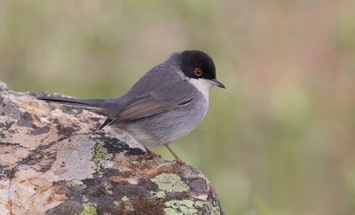 Kleine Zwartkop (Sardinian Warbler)