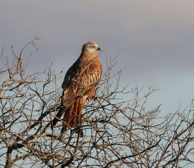 Rode Wouw (Red Kite)