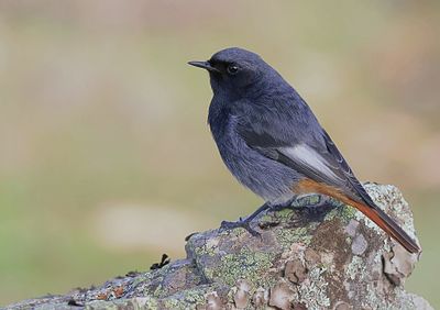 Zwarte Roodstaart (Black Redstart)