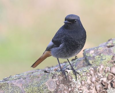 Zwarte Roodstaart (Black Redstart)