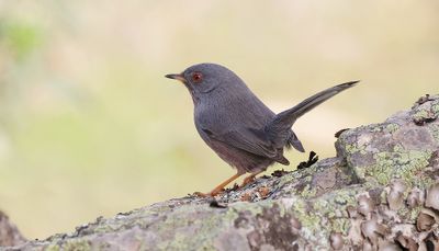 Provenaalse Grasmus (Dartford Warbler)