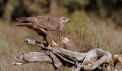 Buizerd (Common Buzzard)