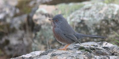 Provenaalse Grasmus (Dartford Warbler)
