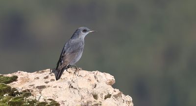 Blauwe Rotslijster (Blue Rock Thrush)
